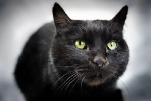 Bones, a pet at Plymouth Veterinary Clinic
