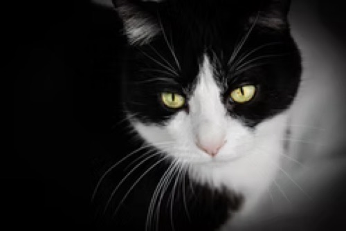 Hank, a black and white tuxedo cat at Plymouth Veterinary Clinic
