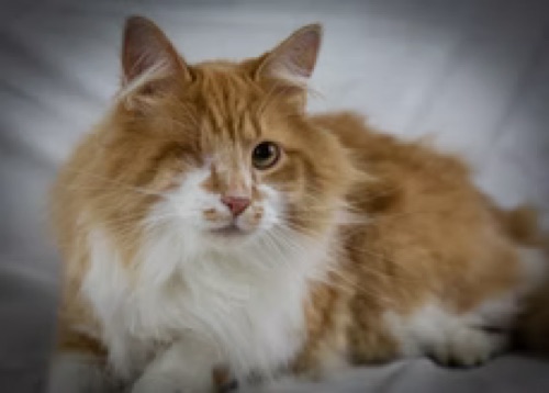 Kakashi, an orange long-haired cat at Plymouth Veterinary Clinic