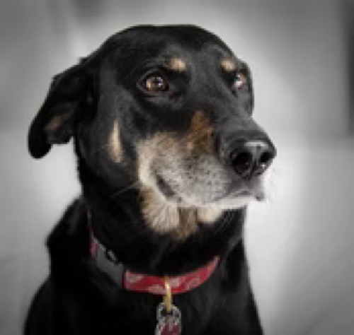 River, a black and tan dog at Plymouth Veterinary Clinic