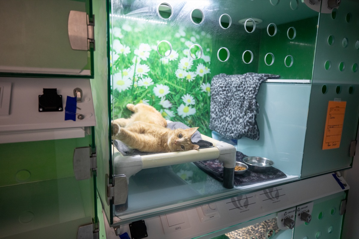 Cat Room at Plymouth Veterinary Clinic